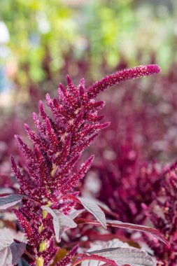 Galler Prensi 'nin tüyüne (amaranthus pokondriacus) yakın plan çiçek açar.