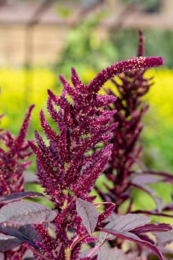 Galler Prensi tüyü (amaranthus pokondriacus) çiçeğinin yakın plan sarısı