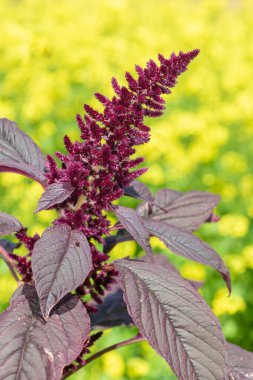 Galler Prensi tüyü (amaranthus pokondriacus) çiçeğinin yakın plan sarısı