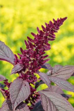 Galler Prensi tüyü (amaranthus pokondriacus) çiçeğinin yakın plan sarısı