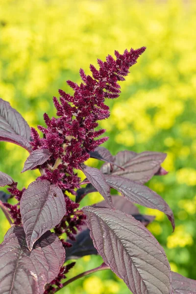 Detail Prince Wales Peří Amaranthus Hypochondriacus Květina Žlutým Pozadím — Stock fotografie