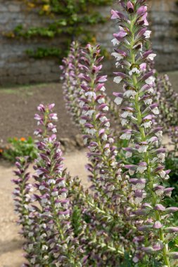 Deniz çobanpüskülü (acanthus mollis) çiçek açmış