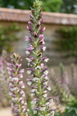 Deniz çobanpüskülü (acanthus mollis) çiçek açmış