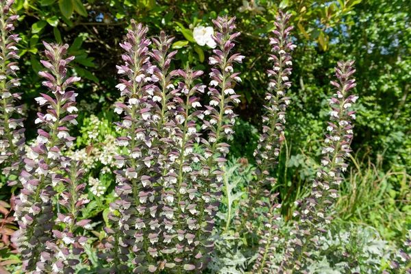 Kwiatostany Ostrolistne Acanthus Mollis — Zdjęcie stockowe