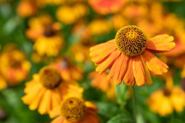 Yaygın hapşırık otlarına (helenyum sonbaharı) çiçek açarken yaklaş