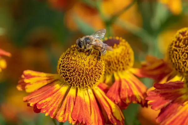 一般的なスイカズラ ヘレニウムの秋 の花を受粉させるミツバチのクローズアップ — ストック写真