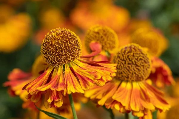 Close Common Sneezeweed Helenium Autumnale Flowers Bloom — Stock Photo, Image