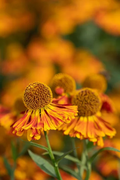 Primo Piano Fiori Comuni Starnuto Helenium Autumnale Fiore — Foto Stock