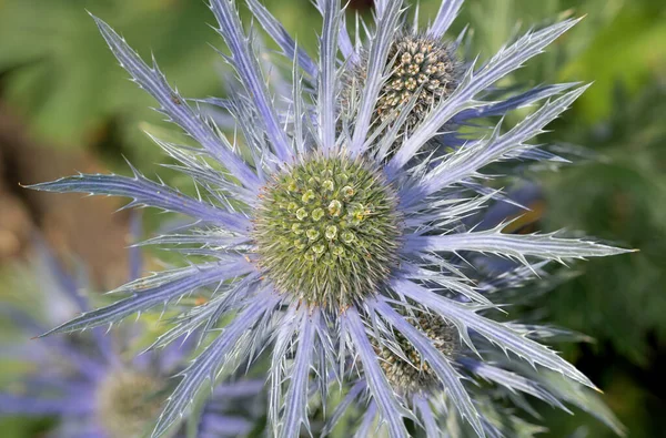 Close Alpine Sea Holly Eryngium Alpinium Flower Bloom — Stock Photo, Image