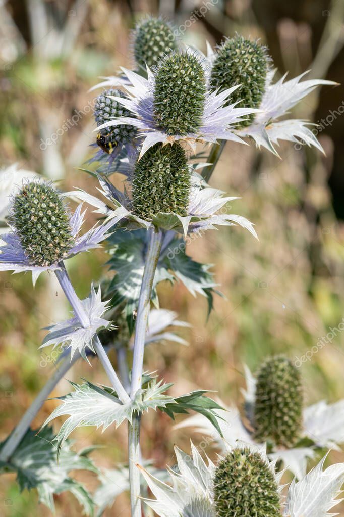 Primer plano de las flores de acebo marino alpino (eryngium alpinium