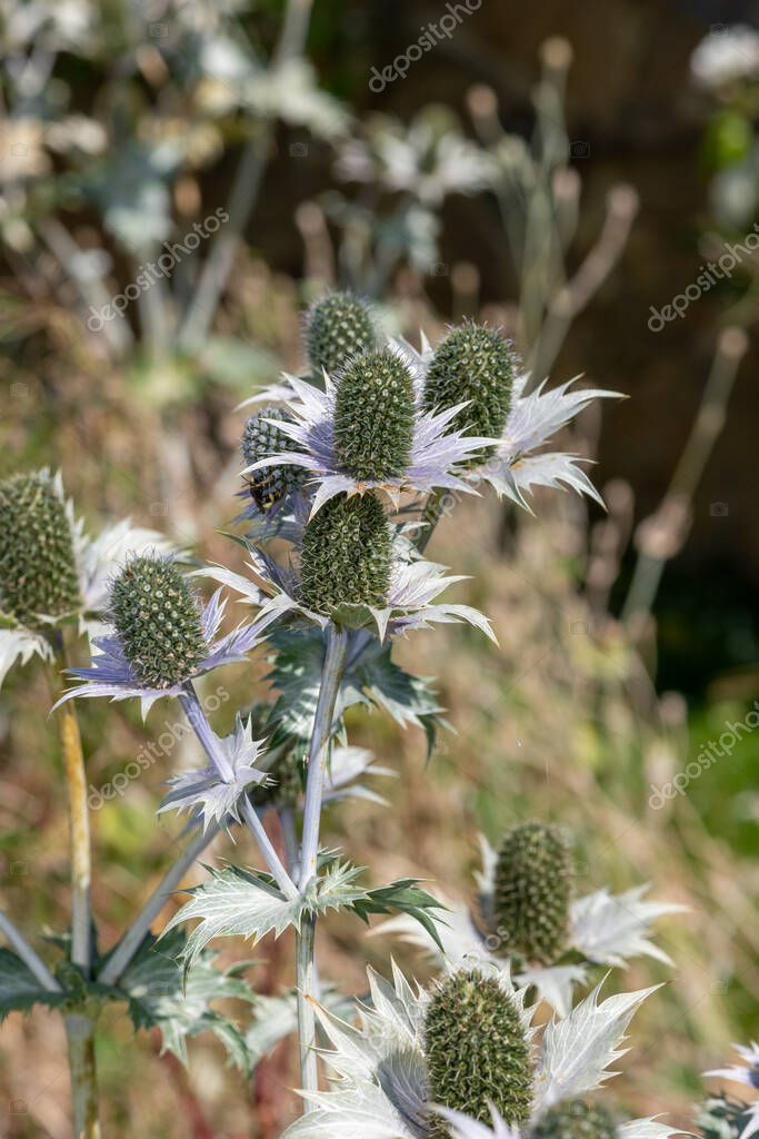 Primer plano de las flores de acebo marino alpino (eryngium alpinium