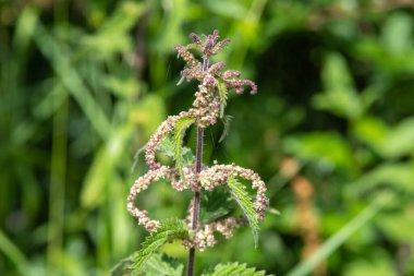 Isırgan otunun (urtica dioica) tohumlarını kapat