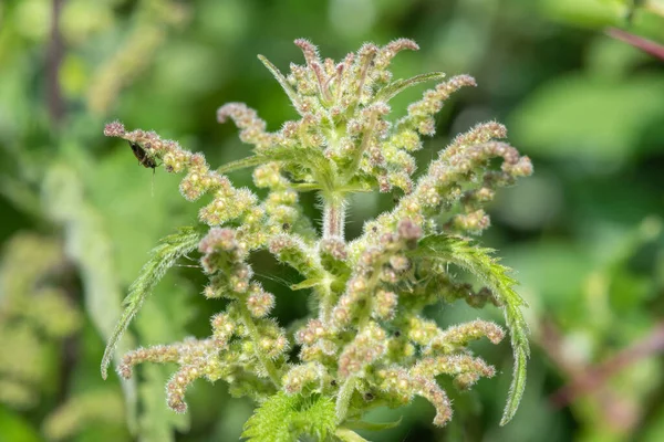 Detailní Záběr Semen Rostliny Kopřivy Urtica Dioica — Stock fotografie