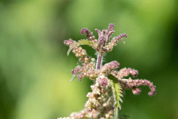 Detailní Záběr Semen Rostliny Kopřivy Urtica Dioica — Stock fotografie