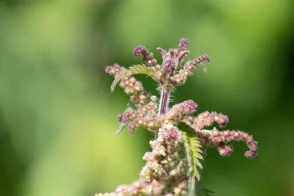 Isırgan Otunun Urtica Dioica Tohumlarını Kapat — Stok fotoğraf