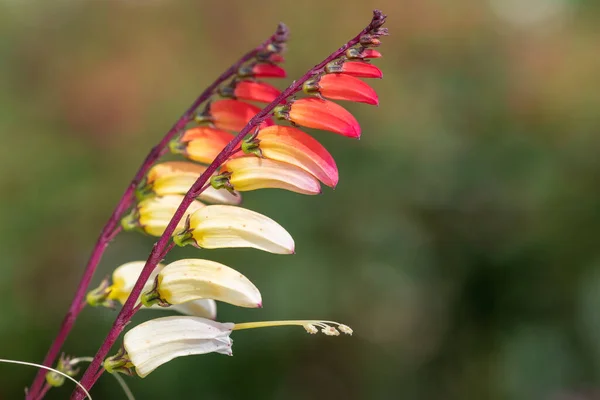 Close up of fire vine (ipomoea lobata) flowers in bloom