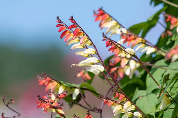 Close up of fire vine (ipomoea lobata) flowers in bloom