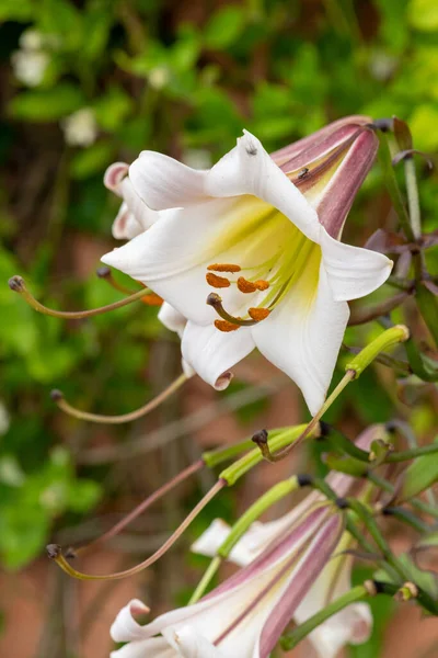 Çiçek Açmış Siyah Bir Ejderha Zambağı Liyum Leucanthum Çiçeğine Yaklaş — Stok fotoğraf