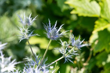 Çiçek açan deniz çobanpüskülü (eryngium) çiçeklerini kapat