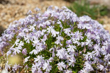 Moss phlox (phlox subulata) çiçek açmış