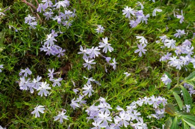 Moss phlox (phlox subulata) çiçek açmış
