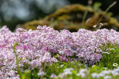 Moss phlox (phlox subulata) çiçek açmış