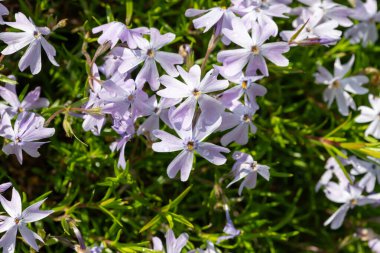 Moss phlox (phlox subulata) çiçek açmış