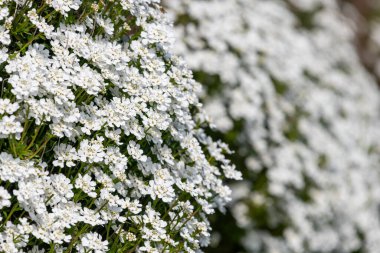 Close up of evergreen candytuft (iberis sempervirens) flowers in bloom