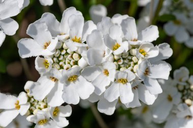 Close up of evergreen candytuft (iberis sempervirens) flowers in bloom