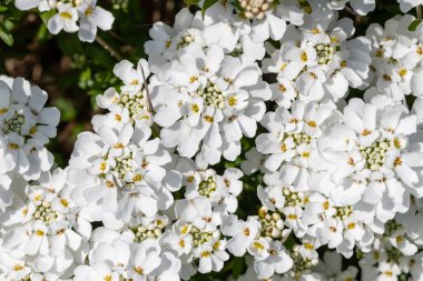 Close up of evergreen candytuft (iberis sempervirens) flowers in bloom