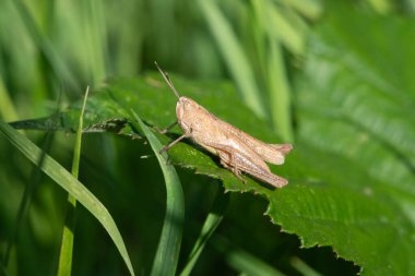 Bir yaprağın üzerinde paslı bir çekirgenin (gomphocerippus rufus) makro çekimi
