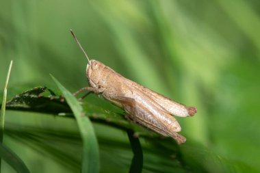 Bir yaprağın üzerinde paslı bir çekirgenin (gomphocerippus rufus) makro çekimi