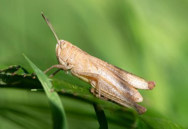 Bir yaprağın üzerinde paslı bir çekirgenin (gomphocerippus rufus) makro çekimi