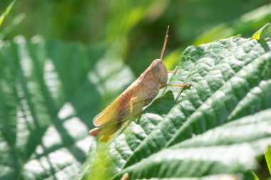 Bir yaprağın üzerinde paslı bir çekirgenin (gomphocerippus rufus) makro çekimi