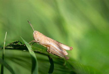 Bir yaprağın üzerinde paslı bir çekirgenin (gomphocerippus rufus) makro çekimi