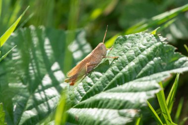 Bir yaprağın üzerinde paslı bir çekirgenin (gomphocerippus rufus) makro çekimi