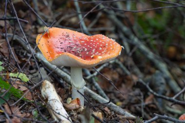 Bir sinek mantarına yakın çekim (amanita muscaria) mantar