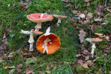 Sinek mantarlarına yakın çekim (amanita muscaria) mantarları