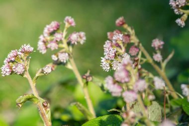 Kış helezonuna (petasite pyrenaicus) çiçek açar.