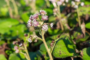 Kış helezonuna (petasite pyrenaicus) çiçek açar.