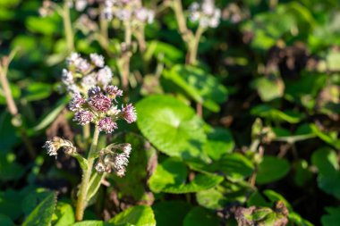 Kış helezonuna (petasite pyrenaicus) çiçek açar.