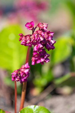 Çiçek açmış pembe bergenia çiçeklerini kapatın.