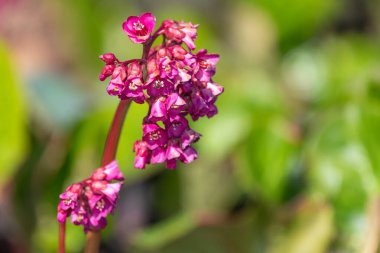 Çiçek açmış pembe bergenia çiçeklerini kapatın.