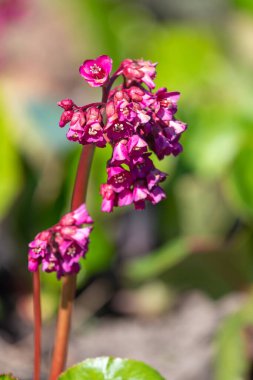Çiçek açmış pembe bergenia çiçeklerini kapatın.