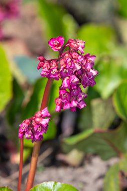 Çiçek açmış pembe bergenia çiçeklerini kapatın.