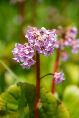 Çiçek açmış pembe bergenia çiçeklerini kapatın.