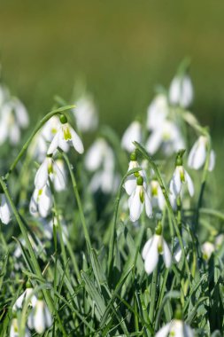 Yaygın kar damlalarına (galanthus nivalis) çiçek açarken yaklaş