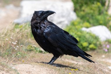 Yere tüneyen bir kuzgunun (corvus corax) yakınında