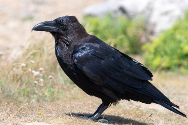 Yere tüneyen bir kuzgunun (corvus corax) yakınında