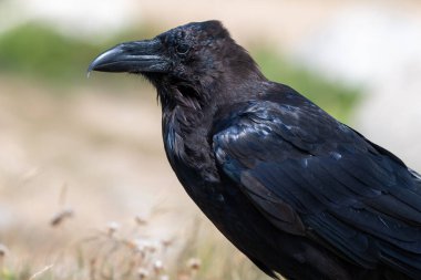 Yere tüneyen bir kuzgunun (corvus corax) yakınında